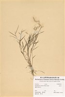 藏品(金絲草)的圖片